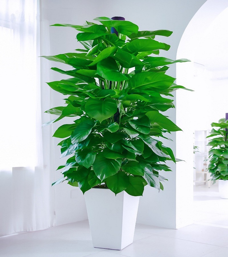 顺丰包邮一件代发大叶绿萝柱办公室,客厅开业盆栽大型植物