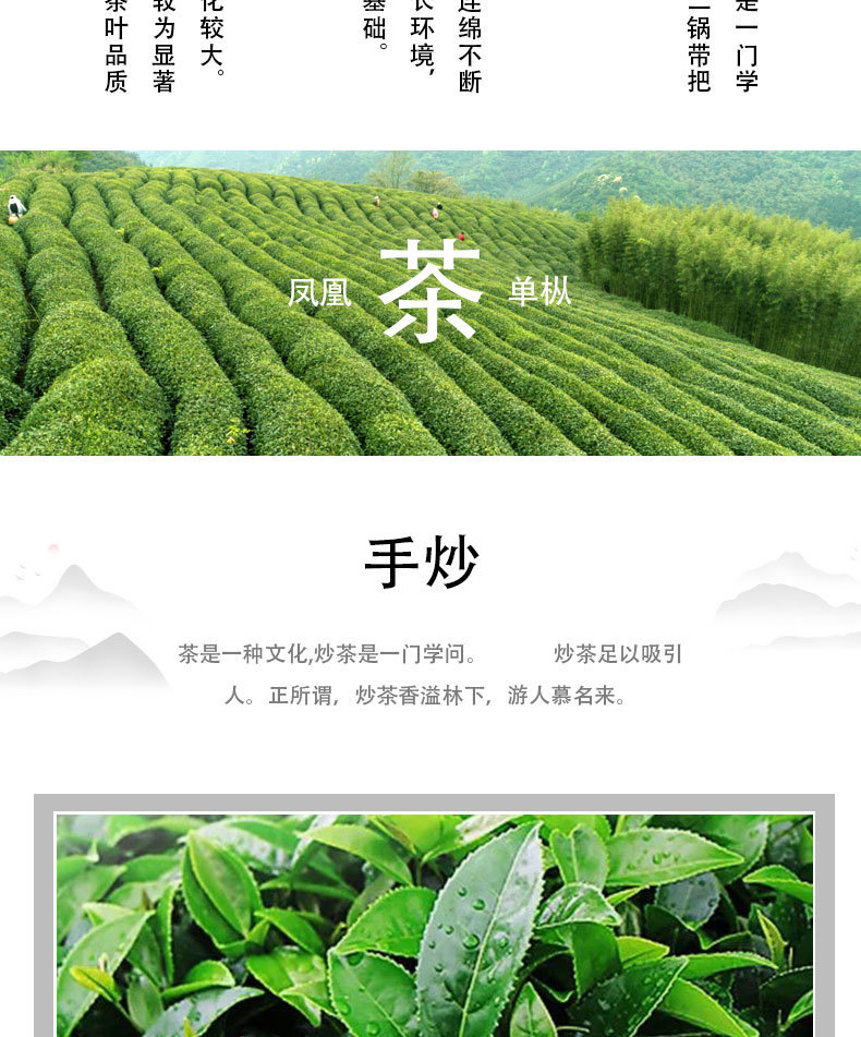 潮州特产新茶 秋茶250g烘焙大乌叶茶 凤凰单丛高山茶茶叶一件代发