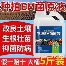 EM菌原液微生物菌肥种植专用花卉土壤改良剂em菌原露专用冲施肥