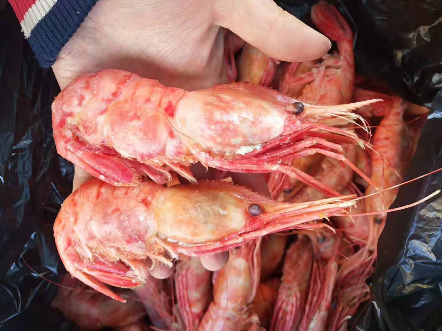 俄罗斯虎头虾超大个头8-9个头一斤-阿里巴巴