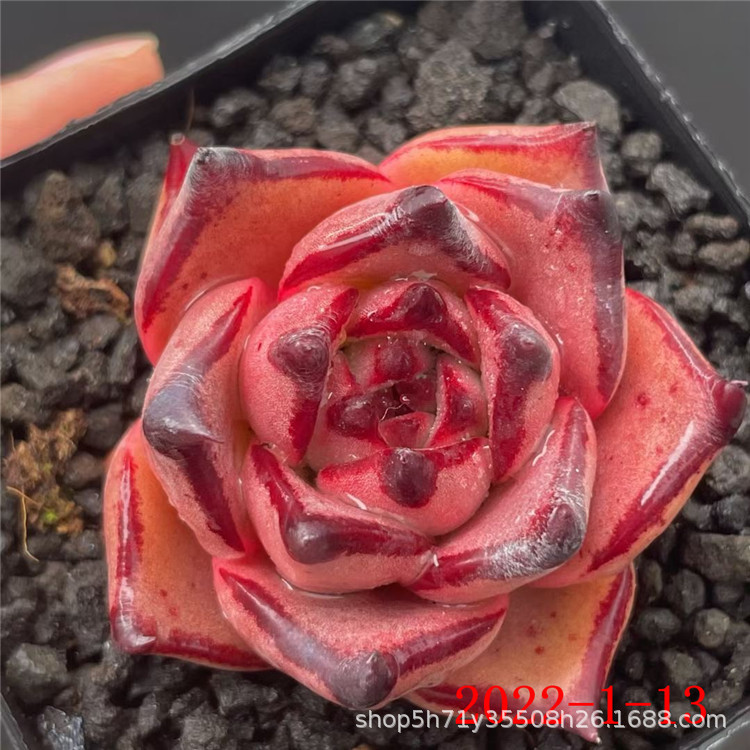 多肉盆栽品种大棚批发kusu单头爱丽丝法师多肉法师品种裸根发