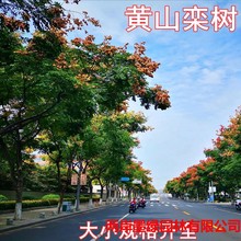 栾树苗黄山栾树庭院风景树行道大型耐寒绿化北京占地拆迁栾树花苗