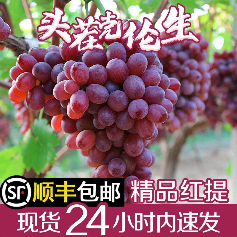 克伦生提子当季无籽葡萄新鲜红提脆甜应当季一整箱现摘现发批发