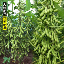 四季蔬果种子 毛豆种子 盆栽蔬菜种子 阳台种菜种子 庭院菜籽易种