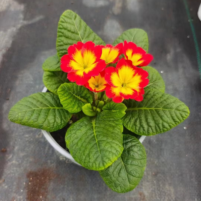 欧洲报春花盆栽大花苗耐寒带花发庭院阳台四季开花好看颜值高包邮