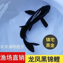 黑色锦鲤活鱼鱼苗黑金鱼淡水观赏鱼易活耐养冷水龙凤乌金锦鲤