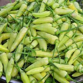 8%广西玉林泡椒酸辣椒长辣椒白椒醋泡酸脆爽口腌制辣椒酸料酸嘢酸野