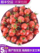 海南陵水千禧圣女果樱桃小番茄农家自种新鲜西红柿孕妇水果 顺丰