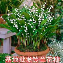 铃兰带芽花苗四季种植室内室外耐寒易活阳台庭院绿植盆栽植物铃兰
