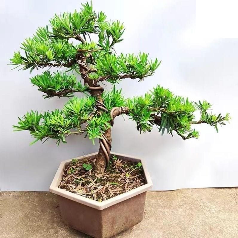 迎客松盆景真树罗汉松景观树松柏盆景地柏盆景抗冻耐寒绿植小老桩