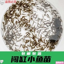 喂乌龟吃的小活鱼苗鳄龟食物饲料鱼活的小鱼小型幼龟粮麦穗鲫鱼跨