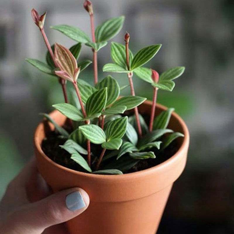 办公桌绿植西瓜皮轮叶豆瓣绿盆栽水养植物桌面水培翡翠碧玉椒草