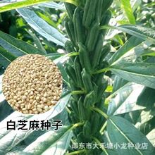 正品白芝麻种籽高油高产芝麻种子原厂矮杆四季黑芝麻菜农科院种子