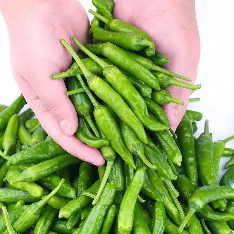 湖南特产樟树港辣椒特辣新鲜现摘农家自种当季软糯薄皮青辣椒