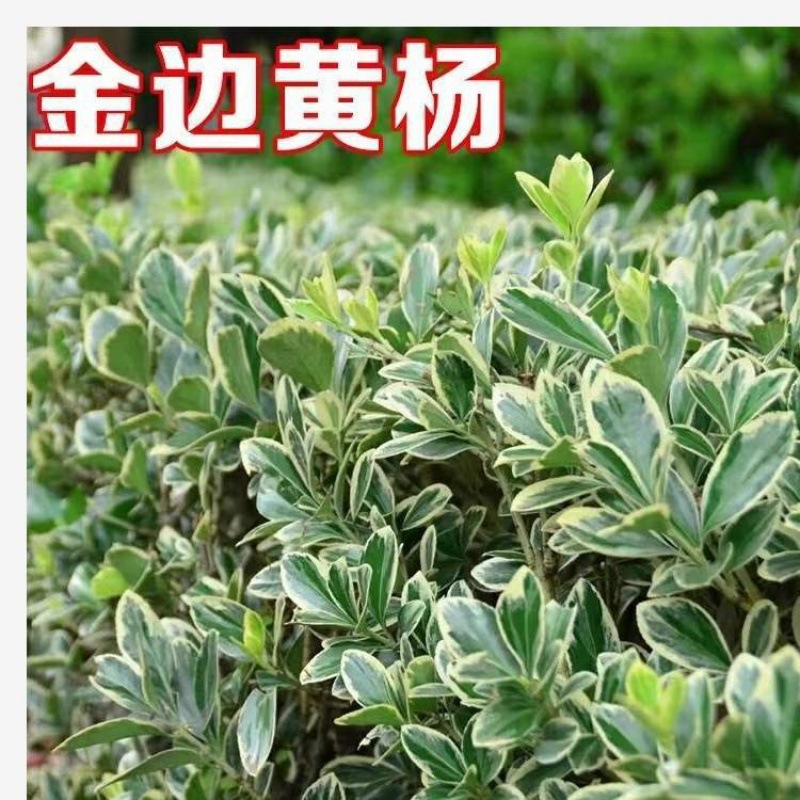 金边冬青金边黄杨苗球庭院小区绿化四季常青篱笆植物花叶冬青树苗