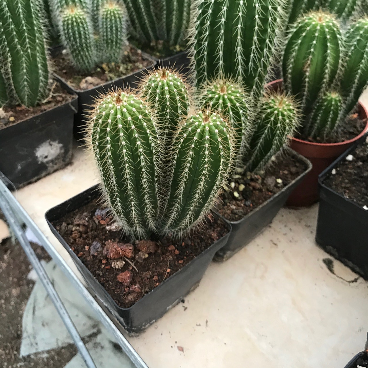 实生大凤龙仙人球仙人掌仙人柱小盆栽多头群生仙人球绿植