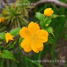 棣棠苗爬藤植物攀援植物棣棠花苗重瓣耐寒冬 可盆栽可地栽 庭院绿