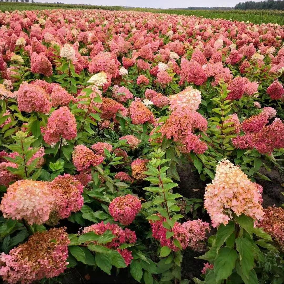 文冠果树 状元树 果树 小区园林绿化树 市政工程树-阿里巴巴