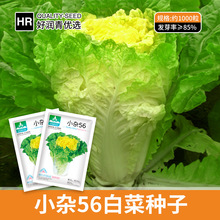 厂家大量批发北京小杂56白菜种子早熟黄心大白菜种籽秋季蔬菜菜籽