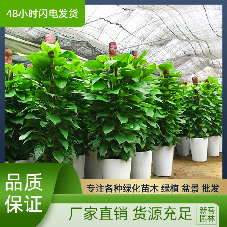 室内办公室阳台绿化绿植大型盆景批发大叶小叶绿萝室内常青盆栽