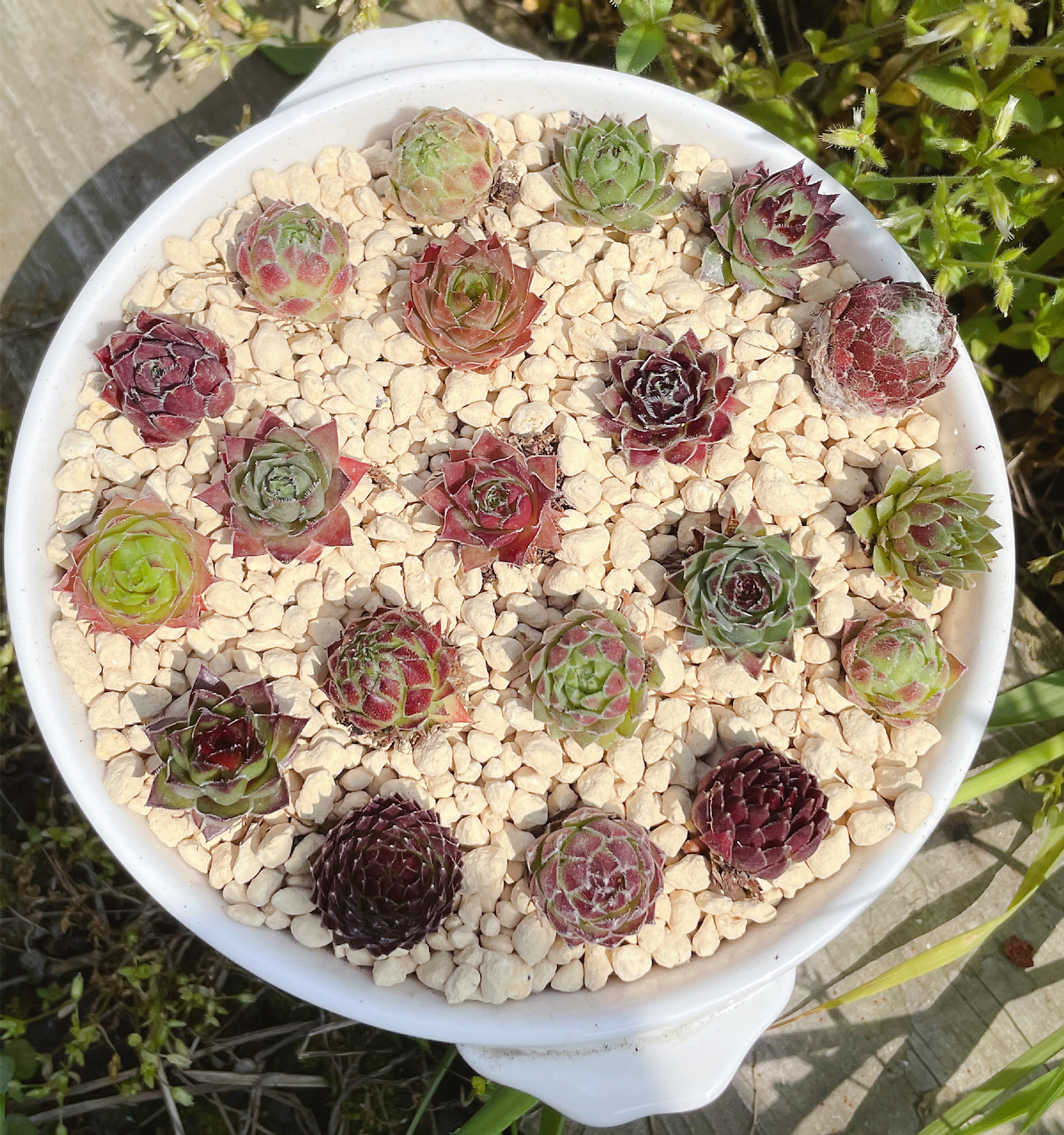 长生草组合9.9包邮 易养耐寒新手多肉西瓜球 草莓卷 野马优雅