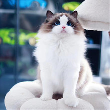 海双布偶幼猫活体纯种布偶猫活物赛级布偶猫价格爆毛蓝双布偶活体