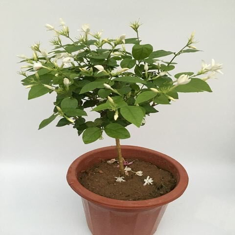 批发白色单瓣笔尖茉莉花室内庭院开花浓香四季循环独干棒棒糖树型
