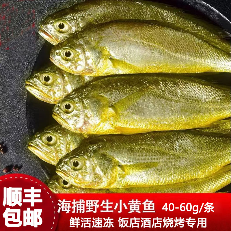 【无污染】浙江小黄鱼新鲜冷冻一整箱野生黄花鱼烧烤饭店商用5斤