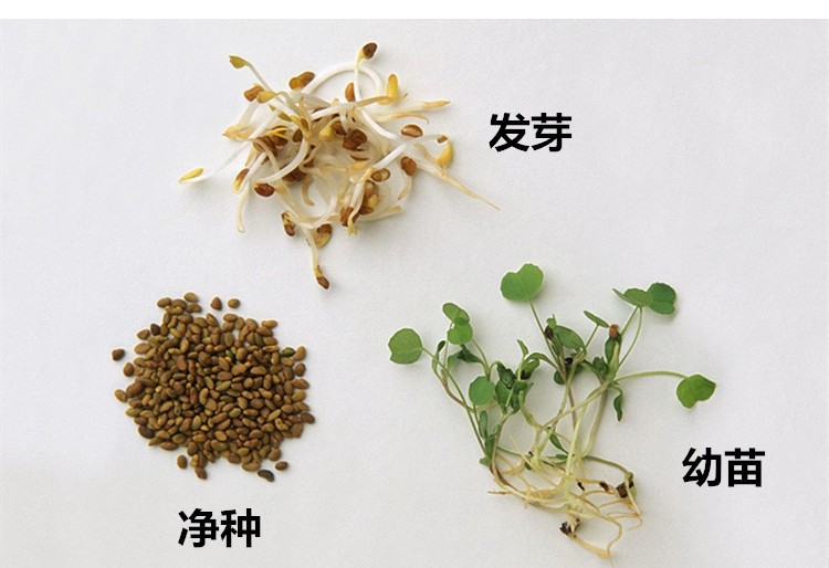 紫花苜蓿种子净籽养殖喂羊牛鸡鸭鹅鱼高蛋白多年生牧种子