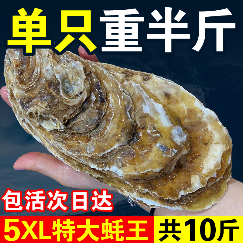 特大蚝王5xl鲜活乳山生蚝新鲜牡蛎肉海蛎子10斤海鲜刺身即食-阿里巴巴