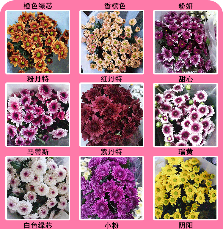 云南昆明鲜花基地批发 小雏菊鲜切花 花店 拼团 地摊鲜花批发