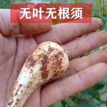 荞头贵州农家自种新鲜现挖现发无叶无须泡菜叫头大教头包邮包邮