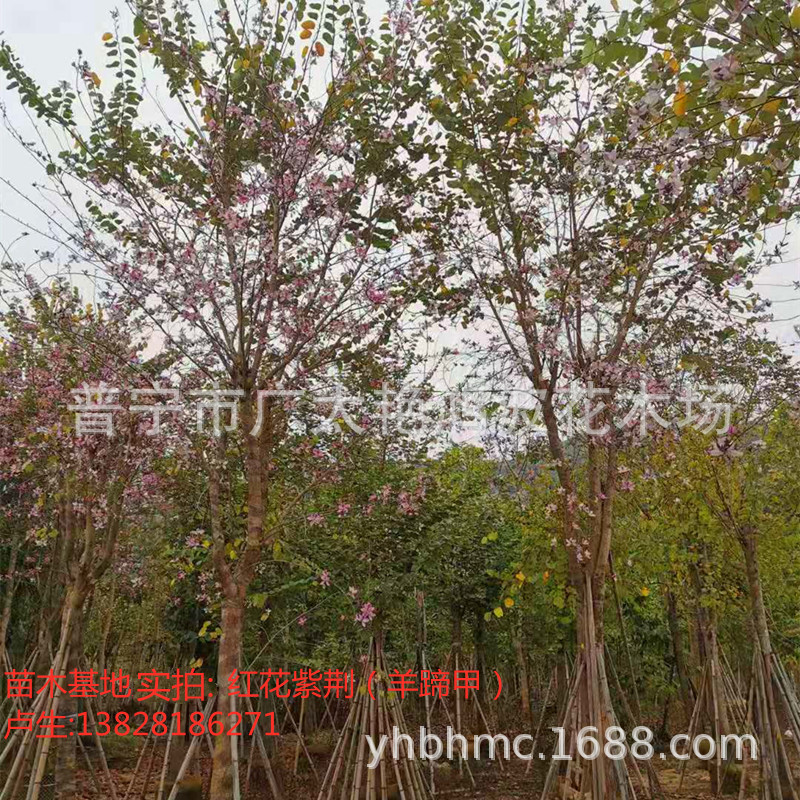 供应各种绿化树苗,乔木,灌木,袋装苗,地苗,海南黄花梨,秋风,大叶紫薇