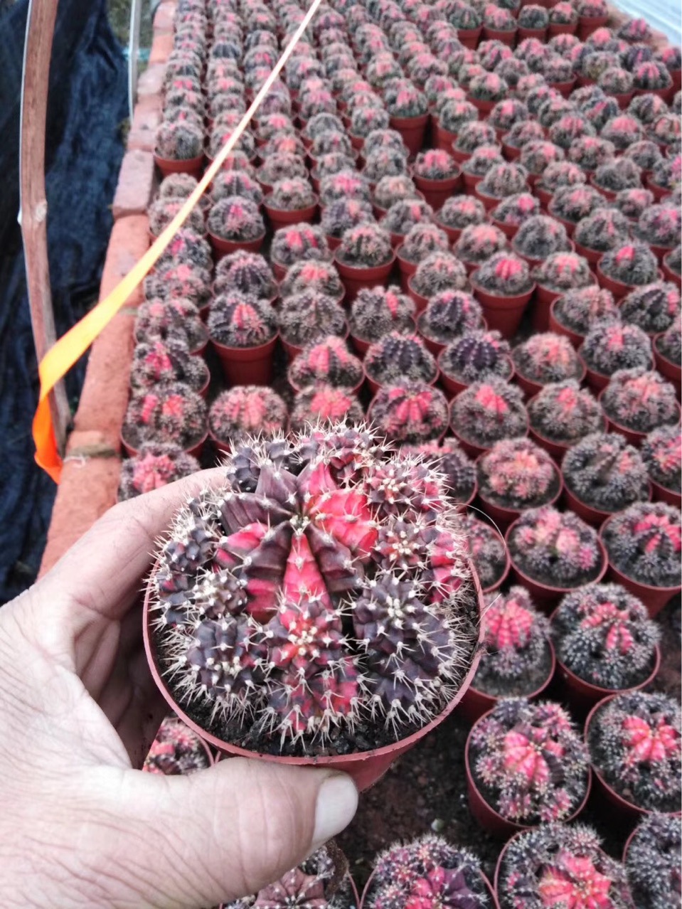 掌形仙人球盆栽多肉植物五彩牡丹仙人球,落地仙人球有根仙人球