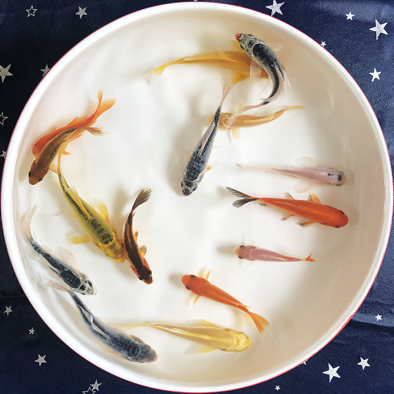 观赏鱼不用加温草金金鱼冷水易养宠物风水小红草锦鲤活体鱼苗