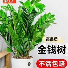 金钱树盆栽植物室内花卉大型客厅好养绿植大摇钱招财小发财树开果