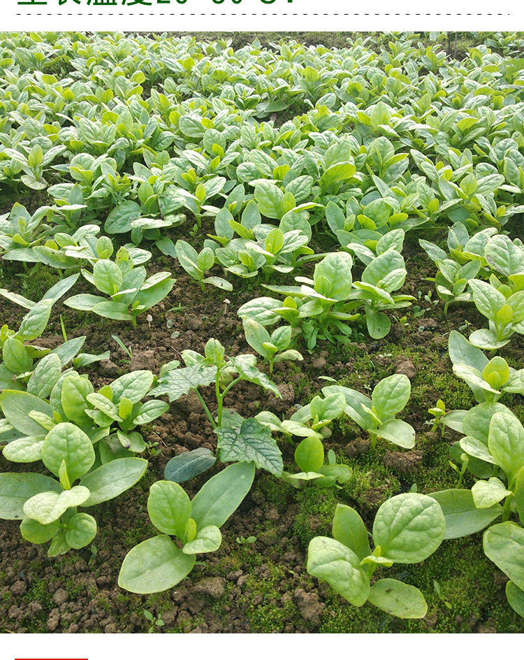 大叶木耳菜种子 农田菜地种植叶片肥厚大叶木耳菜