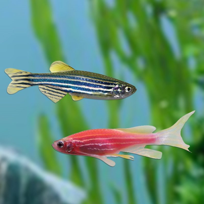 小型热带鱼观赏鱼斑马鱼活体宠物批发红斑马蓝斑马草缸鱼红绿灯