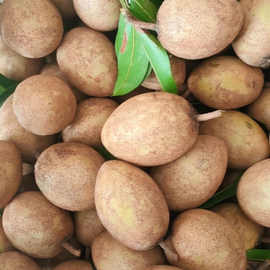 海南人心果【naseberry】人参果养生果果园现摘现发补钙补硒空运