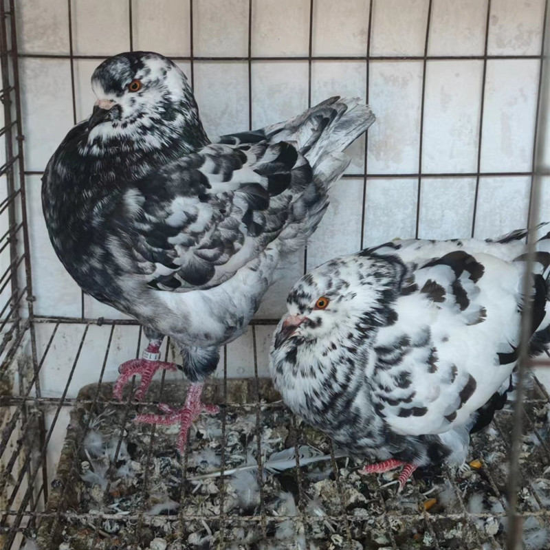 元宝鸽子 圆环鸽价格 落地王鸽子养殖技术