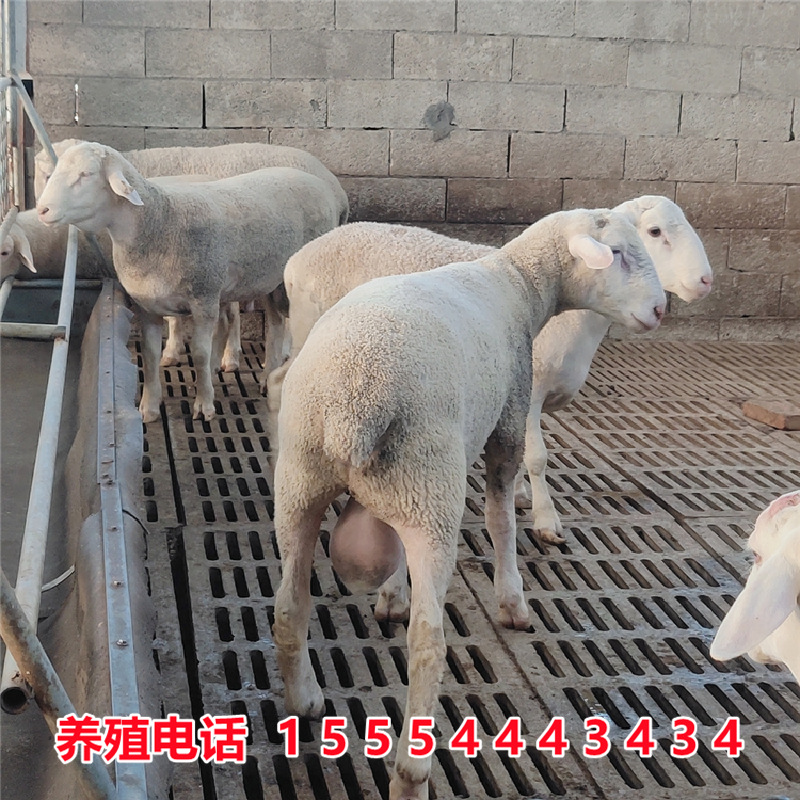 澳洲白小尾寒羊萨福克羊小绵羊糕黑头绵羊湖羊母羊