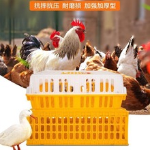 鸡笼周转箱塑料家禽运输笼大号成鸡鸭鹅鸽子笼子家用兔笼养殖笼