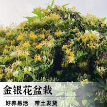 可食用金银花树苗浓香老桩带花苞四季开花卉盆栽桂花庭院爬藤植物