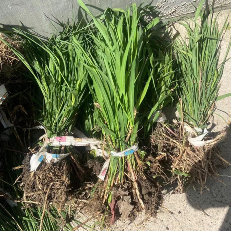 基地批发荻苗 荻草苗 湿地生态环境改造地被植物防风固沙量大从优