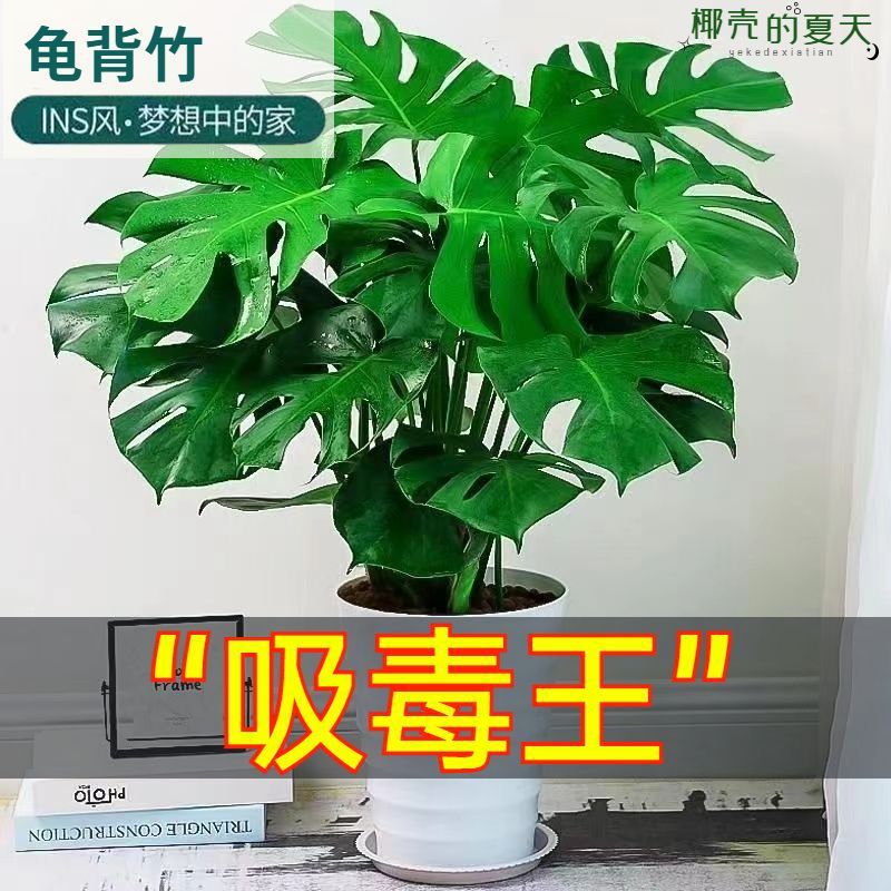 龟背竹盆栽办公室客厅四季常青大型老桩室内绿植净化空气吸除甲醛