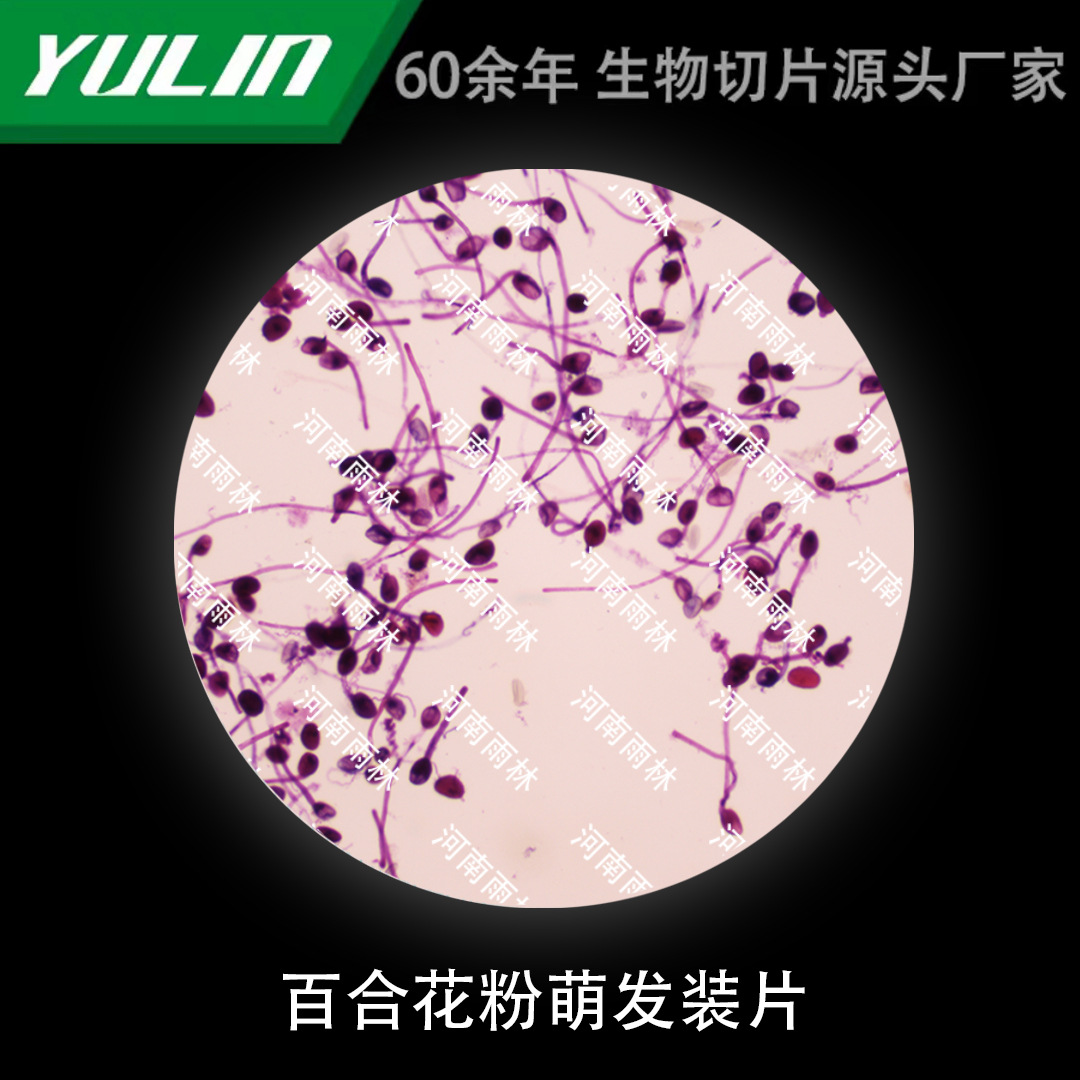 百合花粉萌发装片微生物标本显微镜生物高校教学实验仪器科研