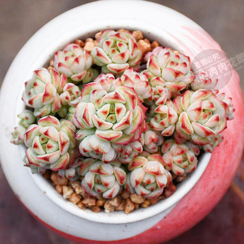 多肉新品 焦糖精灵 植物新款爆盆稀有品种肉肉植物罕见 花卉盆栽