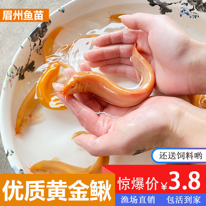 黄金泥鳅金龙鳅苗观赏鱼冷水鱼淡水鱼好养练手鱼鲜活小金鱼泥鳅苗