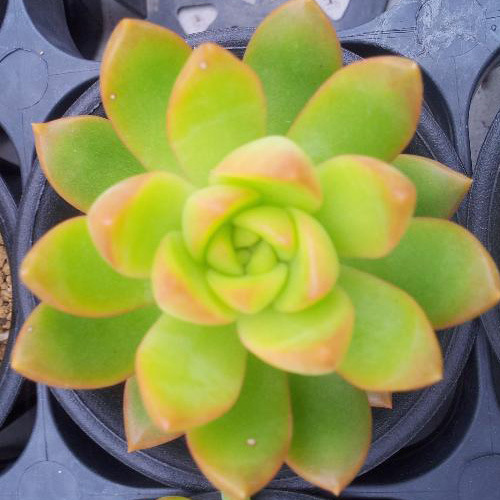 多肉植物玉露虹之玉黑法师条纹十二卷紫牡丹白牡丹初恋