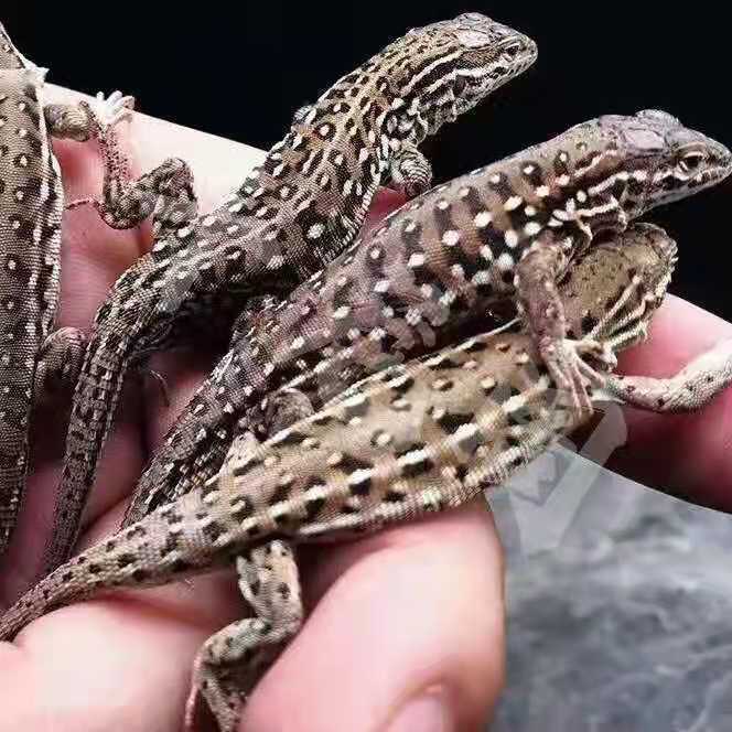 豹纹守宫麻色蜥蜴 丽斑麻色 麻蛇舌子乖顺 养殖场供应 练手入门级